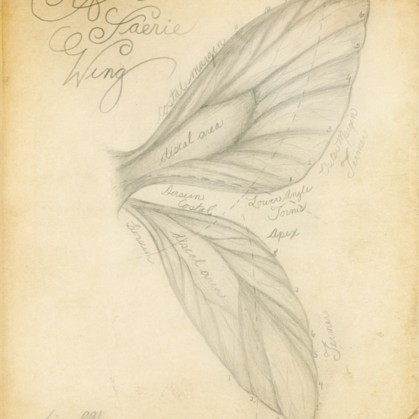 The Anatomy of a Faerie Wing Drawing