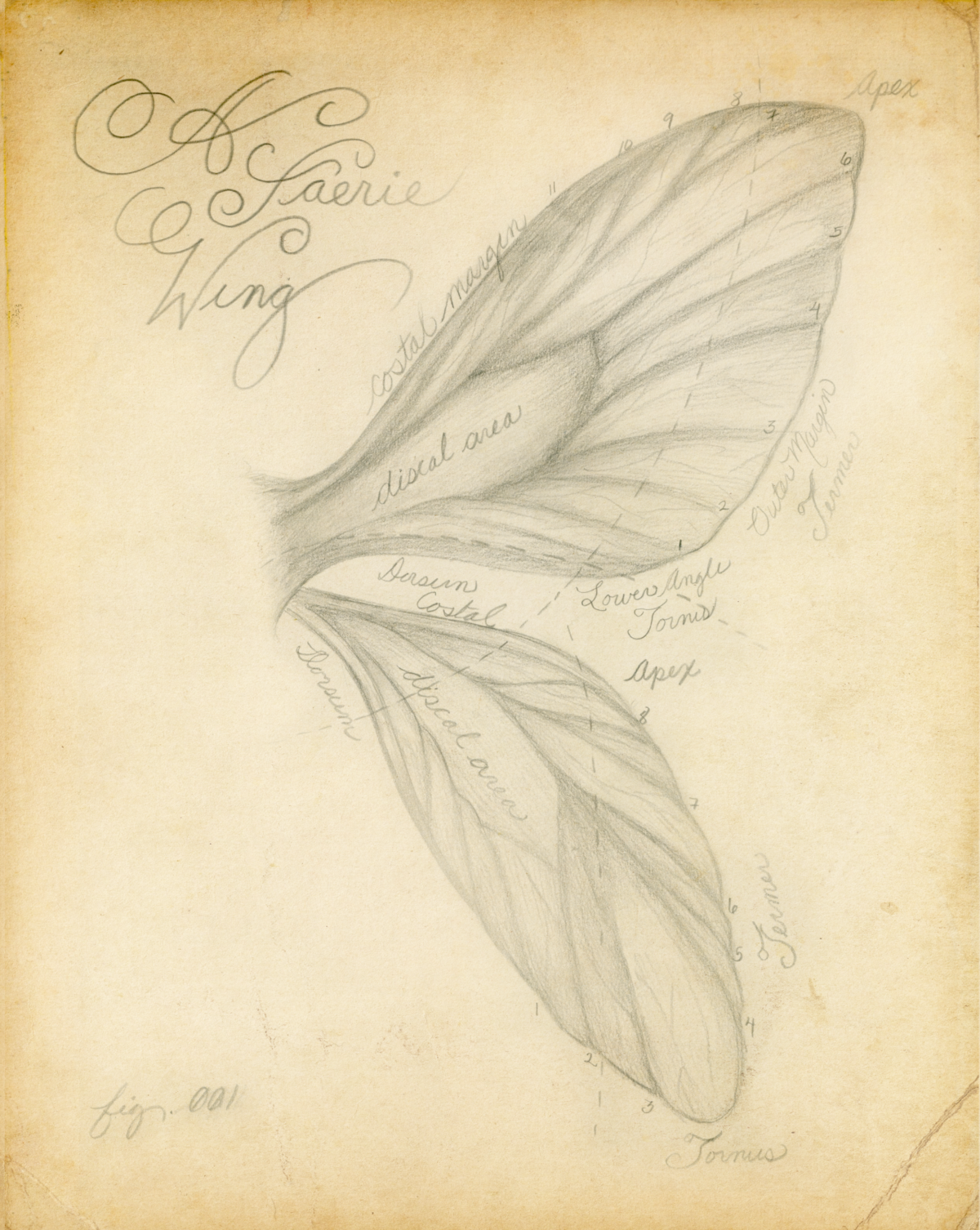 The Anatomy of a Faerie Wing Drawing